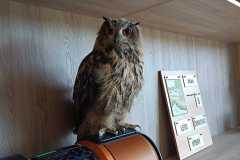 IMG-20240709-WA0009