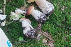 IMG-20230811-WA0010