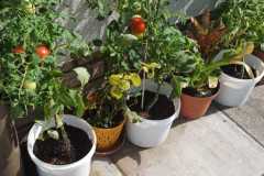 IMG-20240809-WA0002