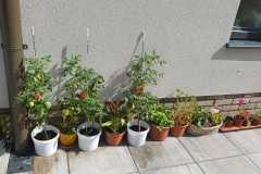 IMG-20240809-WA0006
