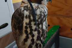 IMG-20240816-WA0020