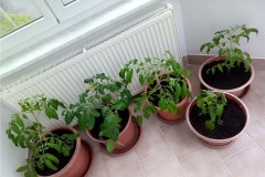 IMG-20210520-WA0002