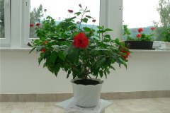 P1070273